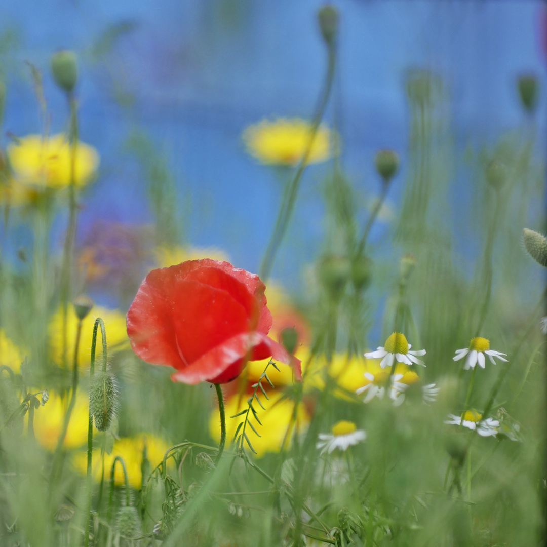 auf der Wildblumenwiese