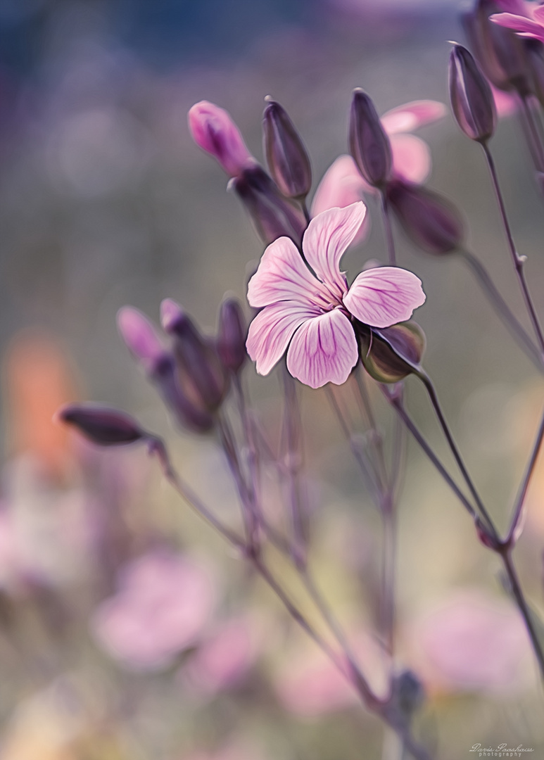 Auf der Wildblumenwiese