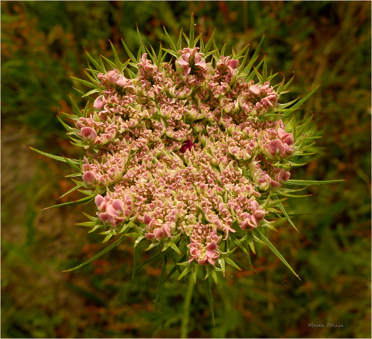 Auf der Wildblumenwiese