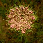 Auf der Wildblumenwiese