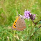 Auf der Wildblumenwiese - Ein kleiner Feuerfalter