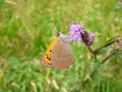 Auf der Wildblumenwiese - Ein kleiner Feuerfalter