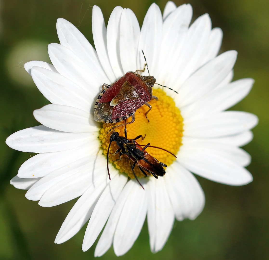 Auf der wilden Margerite