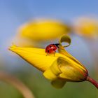 Auf der Wildtulpe ...