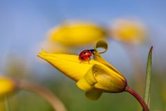 Auf der Wildtulpe ...