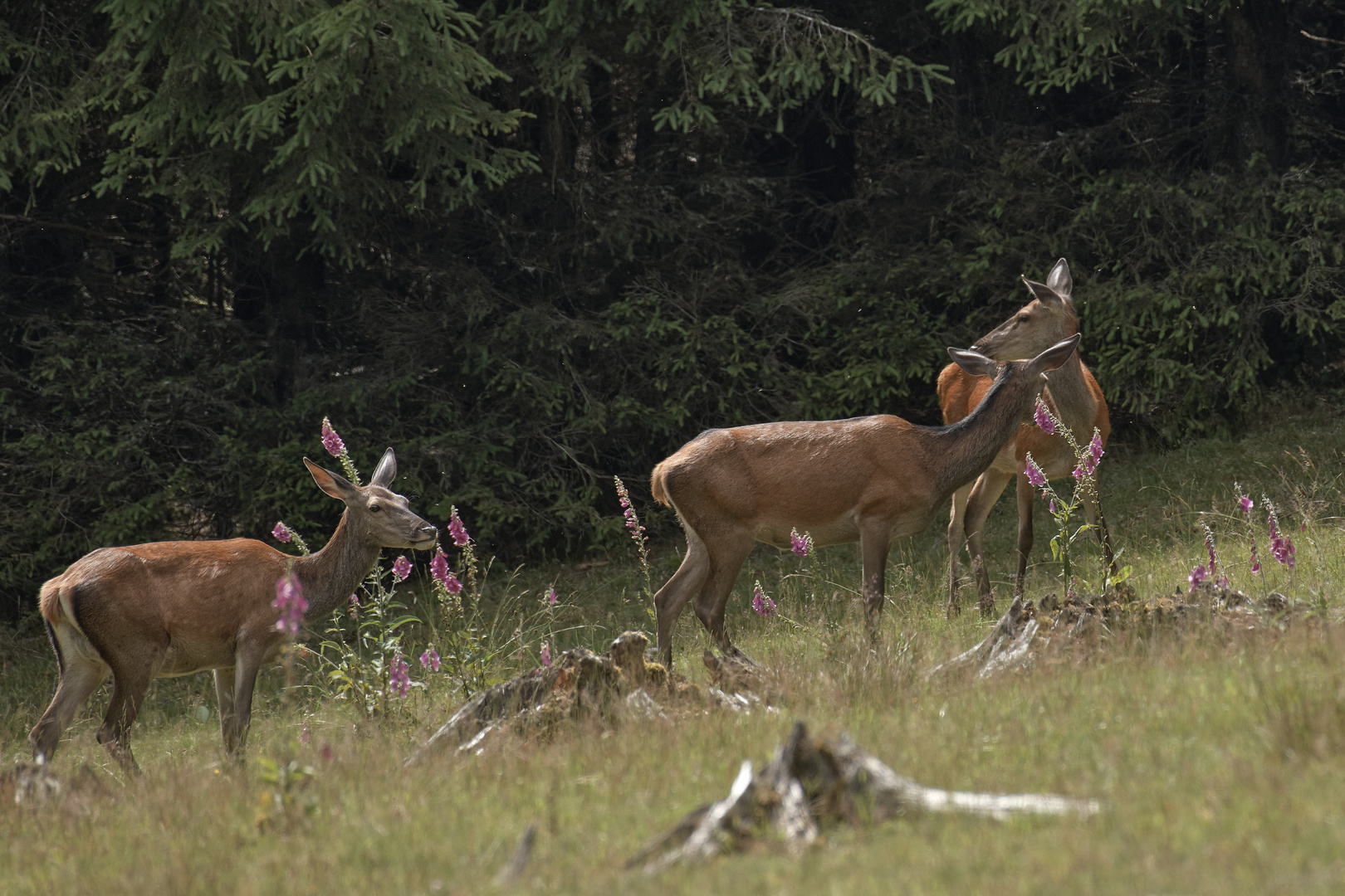 Auf der Wildwiese