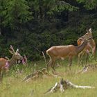 Auf der Wildwiese