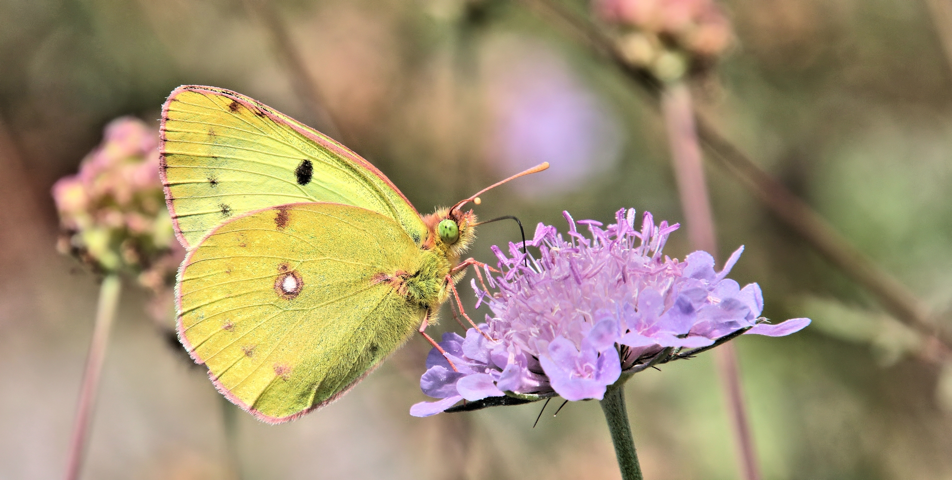 AUF DER WILDWIESE