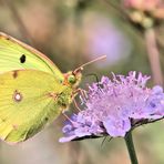 AUF DER WILDWIESE