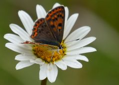 auf der Wildwiese