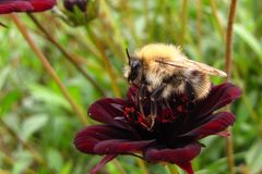 Auf der Wildwiese ist