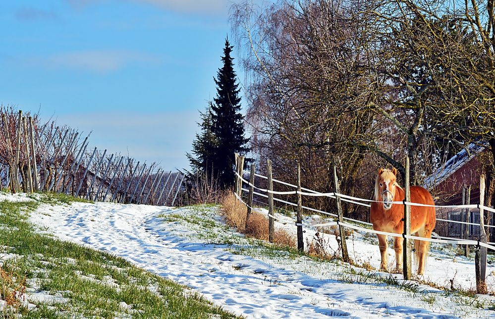 Auf der Winterkoppel