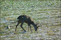 Auf der Wintersaat