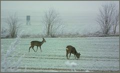 Auf der Wintersaat