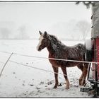 auf der Winterweide