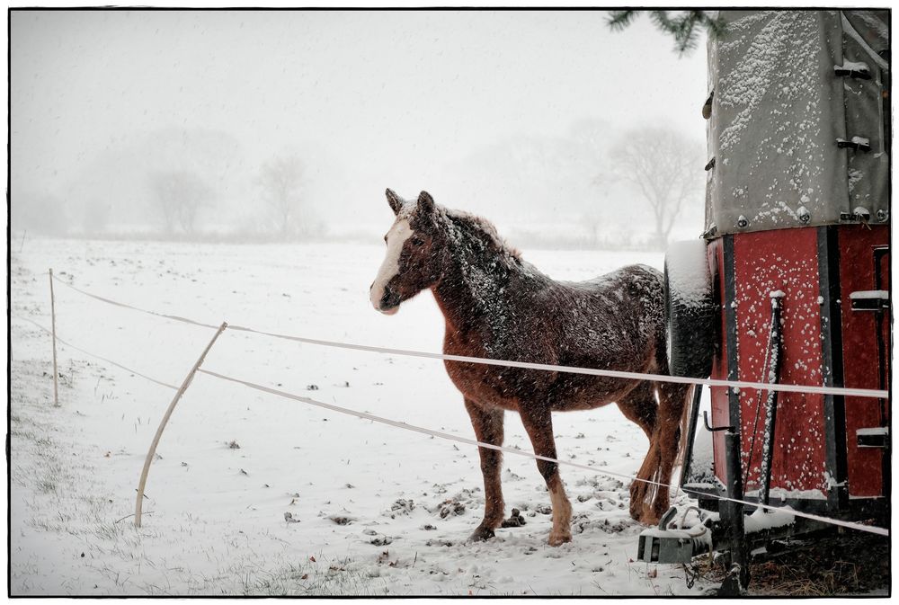 auf der Winterweide