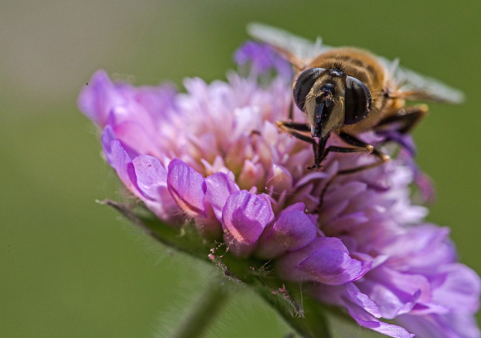 Auf der Witwenblume