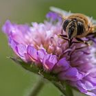 Auf der Witwenblume