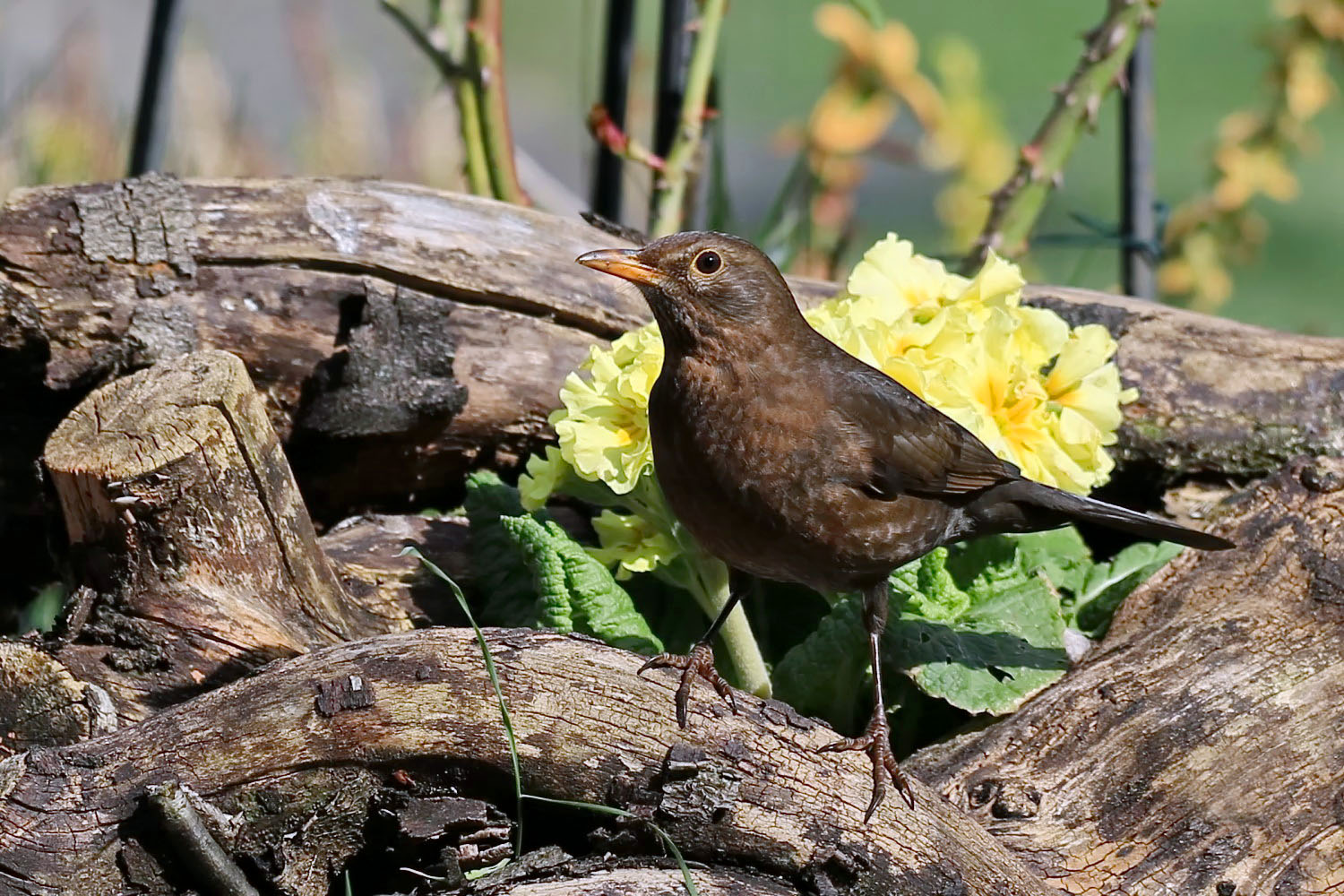 auf der Wurzel im Garten