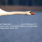 Auf der Zielgeraden........... Höckerschwan