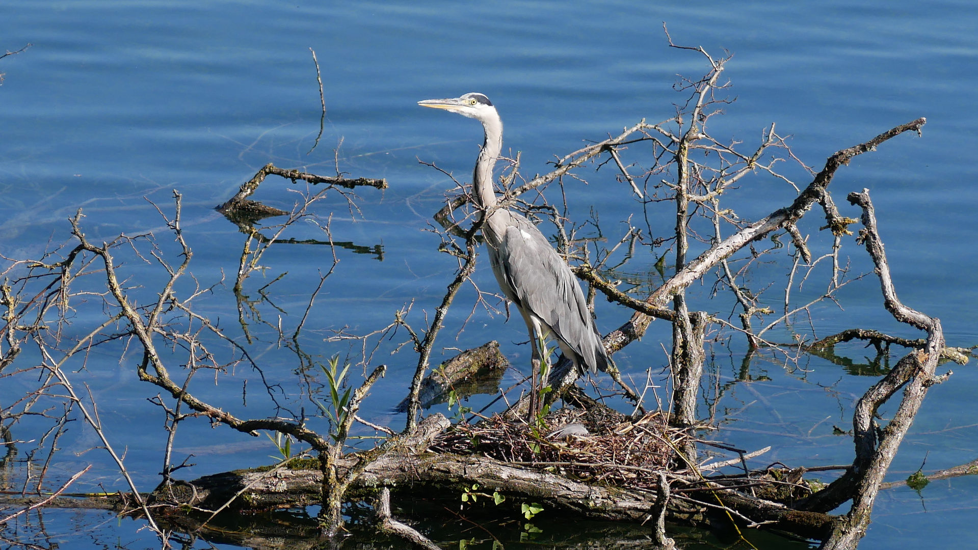 auf derJagd