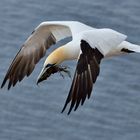 Auf dfem Weg zum Nest