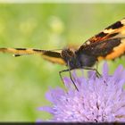 Auf die ""Acker - Witwenblume ""