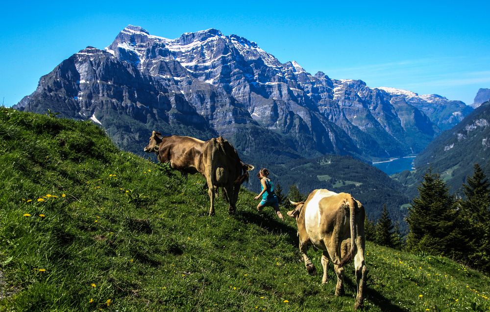 Auf die Alp