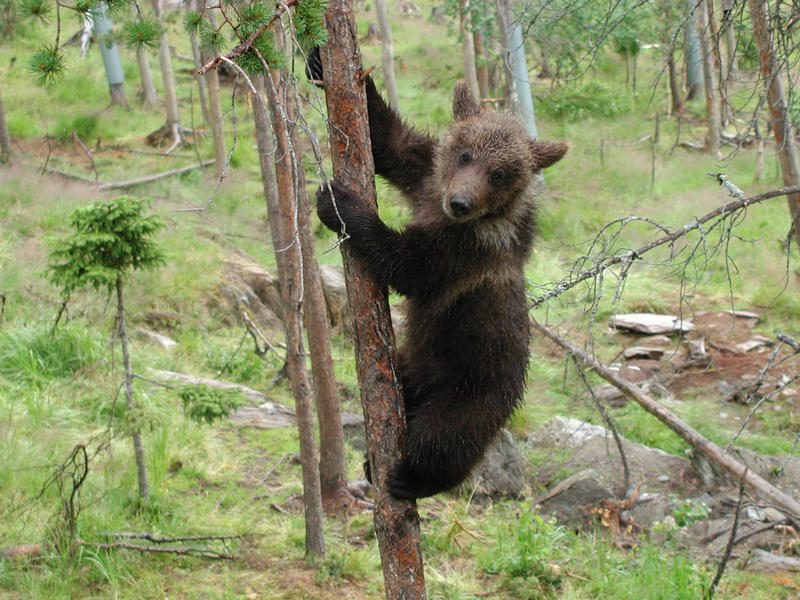 auf die Bäume ihr Affen der Wald wird gefegt