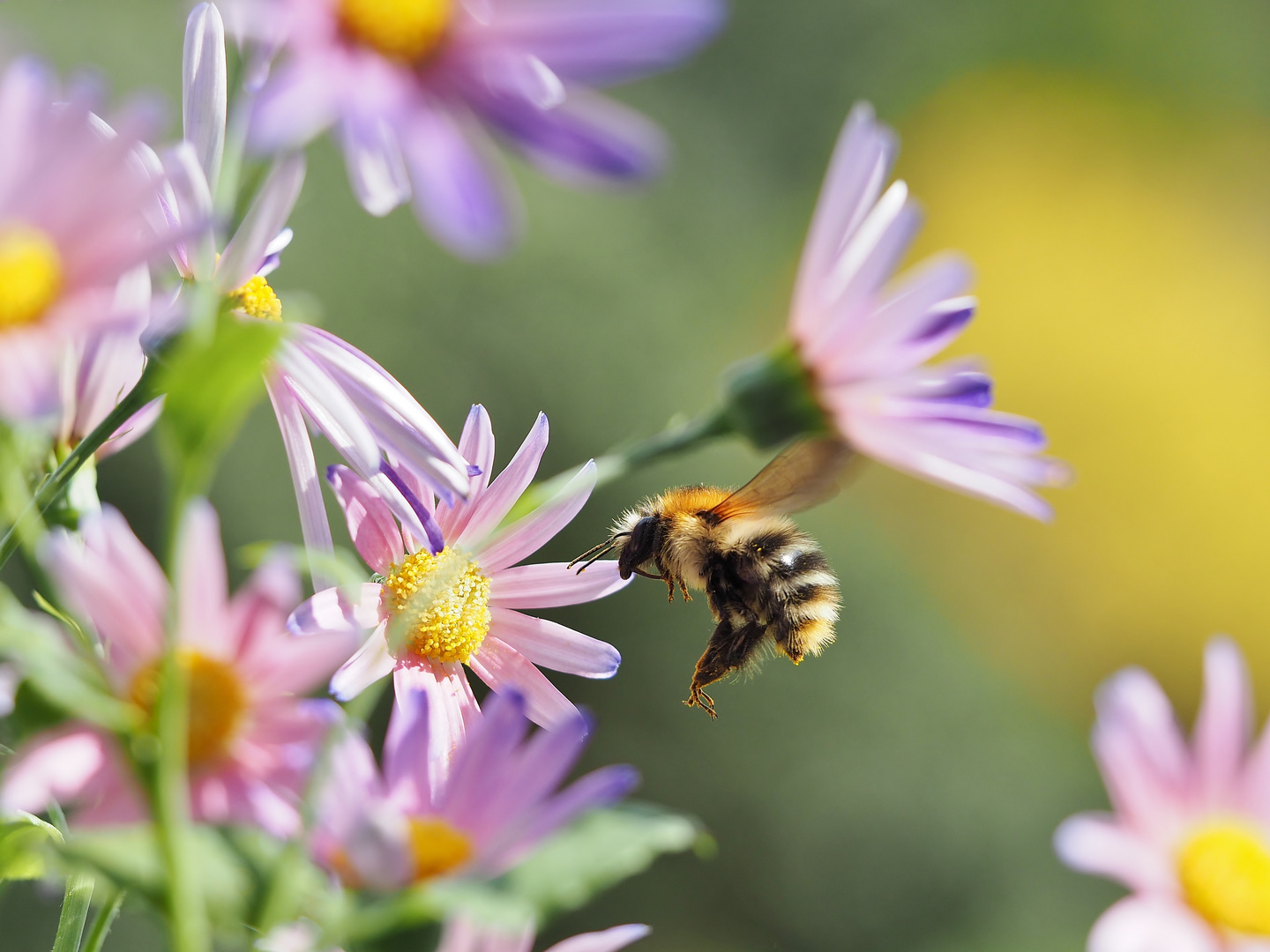 Auf die Blüte....