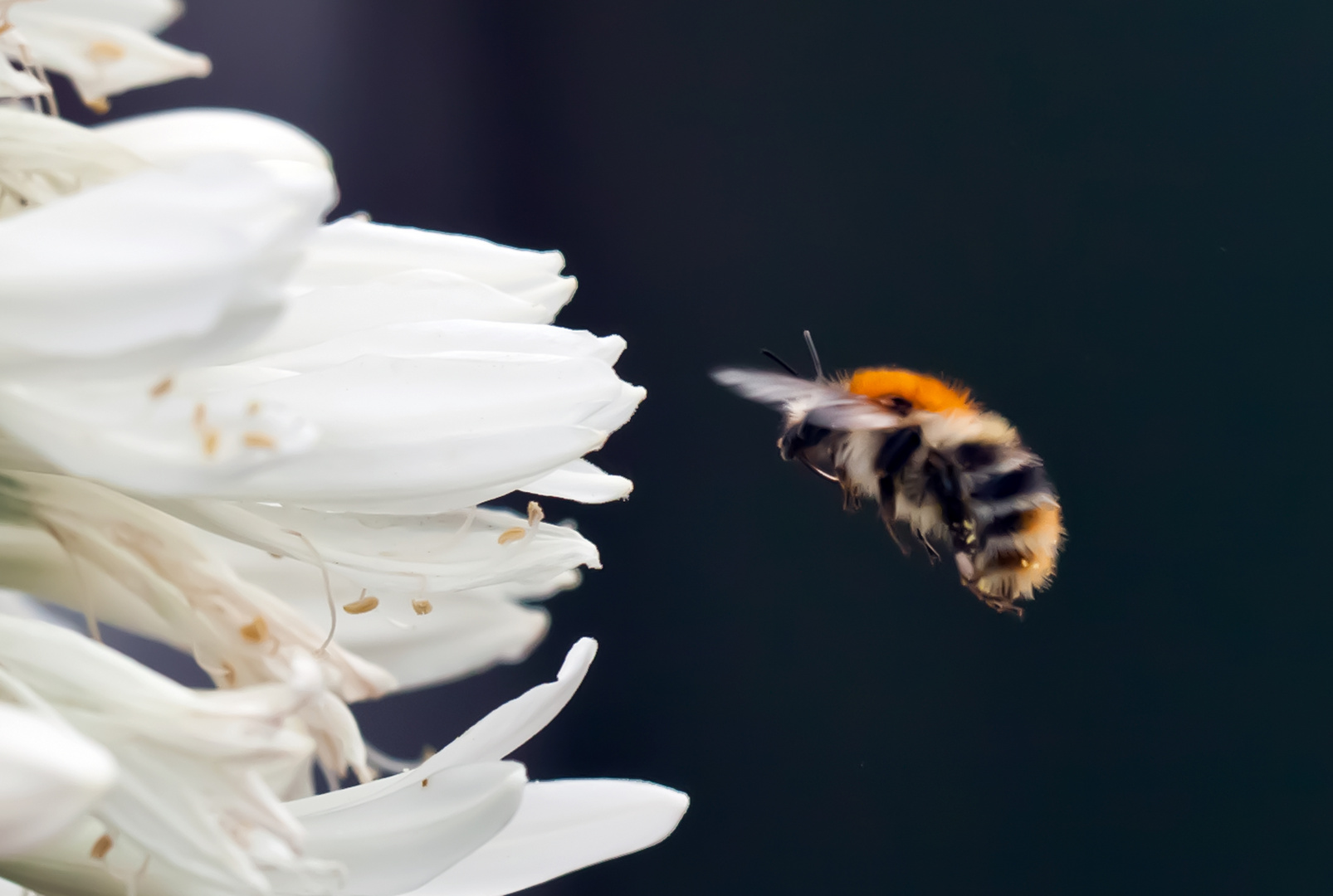 Auf die Blüte fertig los ;-)