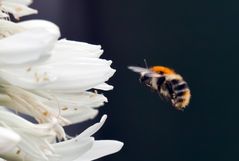 Auf die Blüte fertig los ;-)