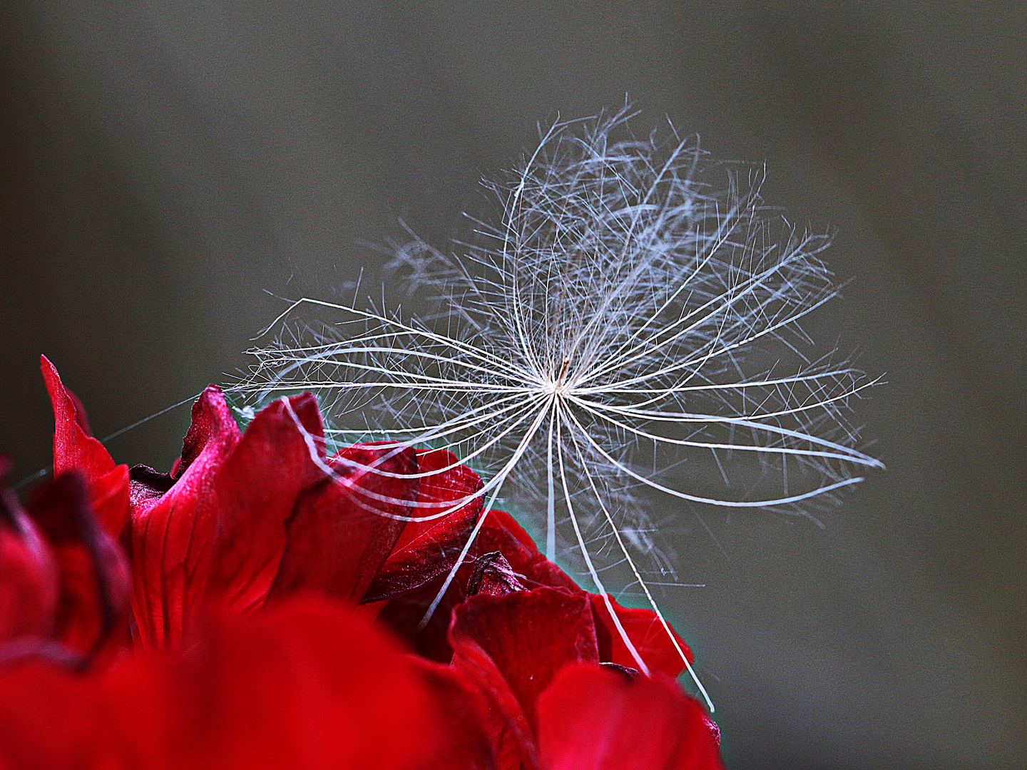 auf die Blüte geweht