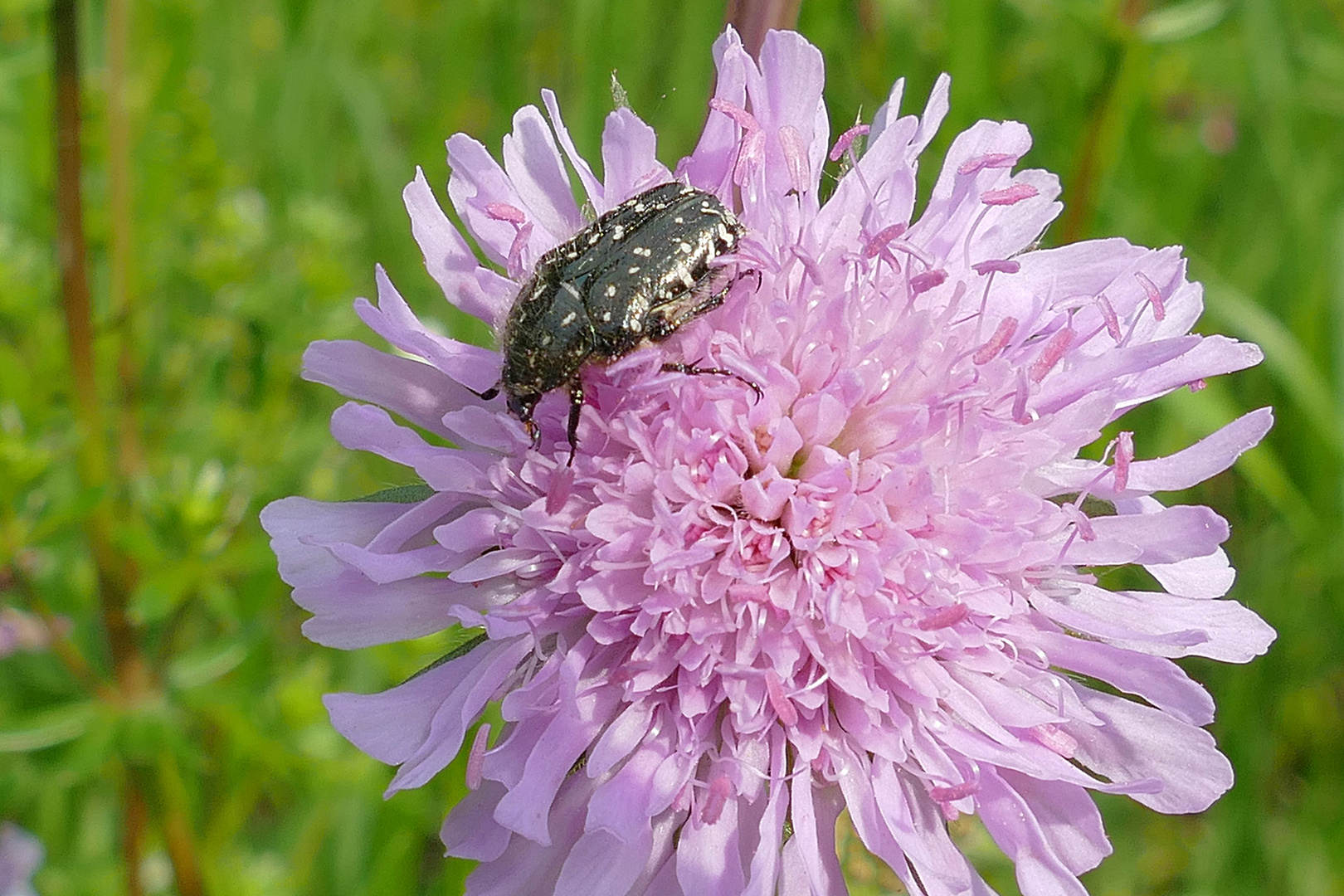 auf die Blüte kommem immer schöne Gäste