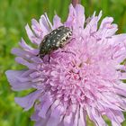 auf die Blüte kommem immer schöne Gäste