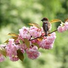 Auf die Blüten ...