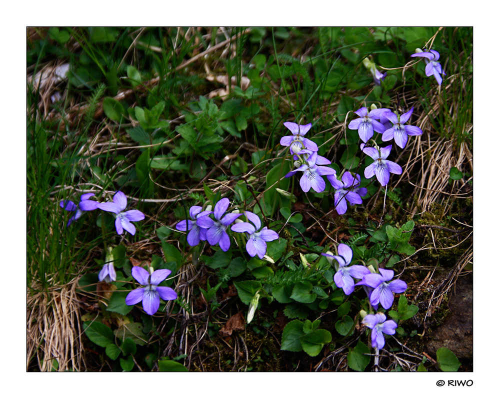 auf die Blüten freue ich mich wenn man durch den Wald läuft und sieht dann so ein Fleck........