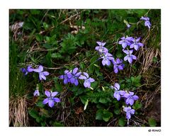 auf die Blüten freue ich mich wenn man durch den Wald läuft und sieht dann so ein Fleck........