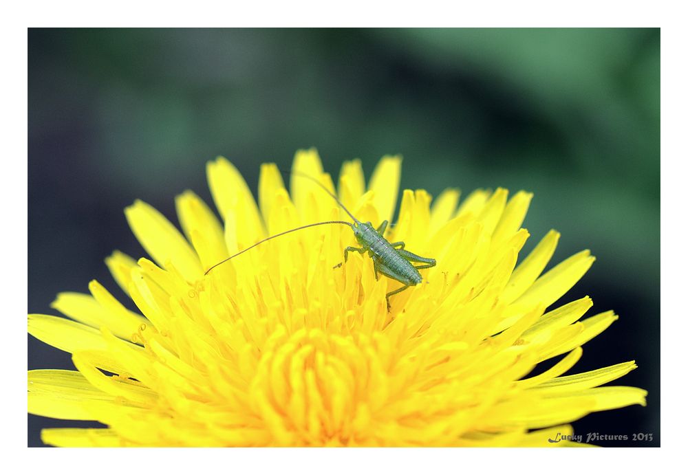 auf die Blume gebracht