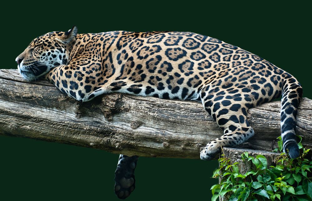 Auf die faule Haut gelegt. Foto & Bild tiere, zoo, wildpark