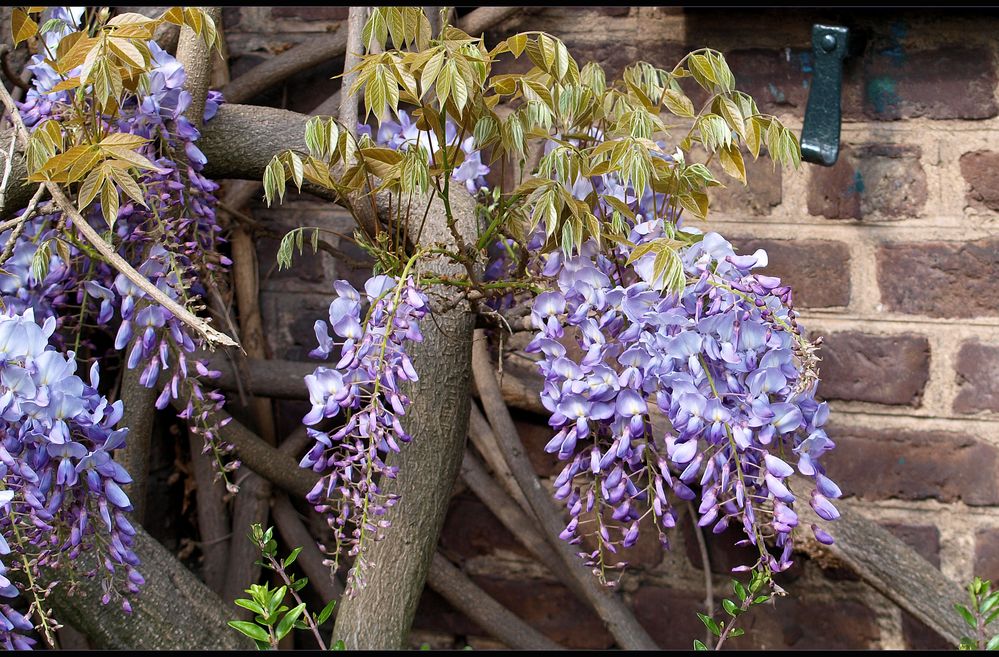 Auf die freue ich mich auch schon. Foto & Bild makro, natur, blume Bilder auf