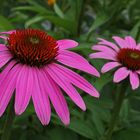 Auf die geliebte Echinacea purpurea habe ich schon gewartet...