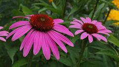 Auf die geliebte Echinacea purpurea habe ich schon gewartet...