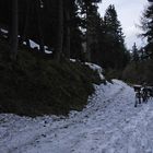 Auf die Hattinger Alm Mai 09