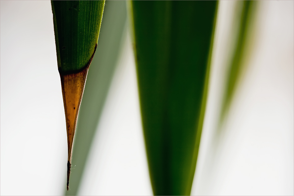 Auf die Palme - 1