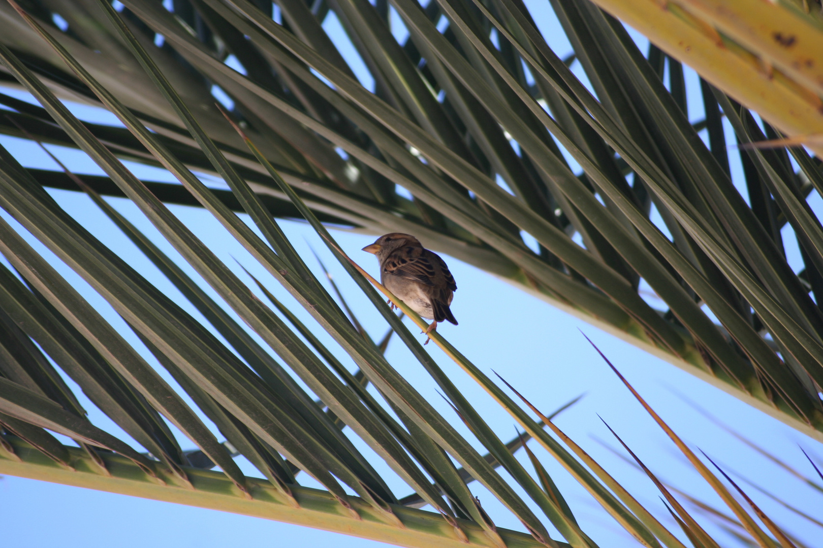 auf die Palme