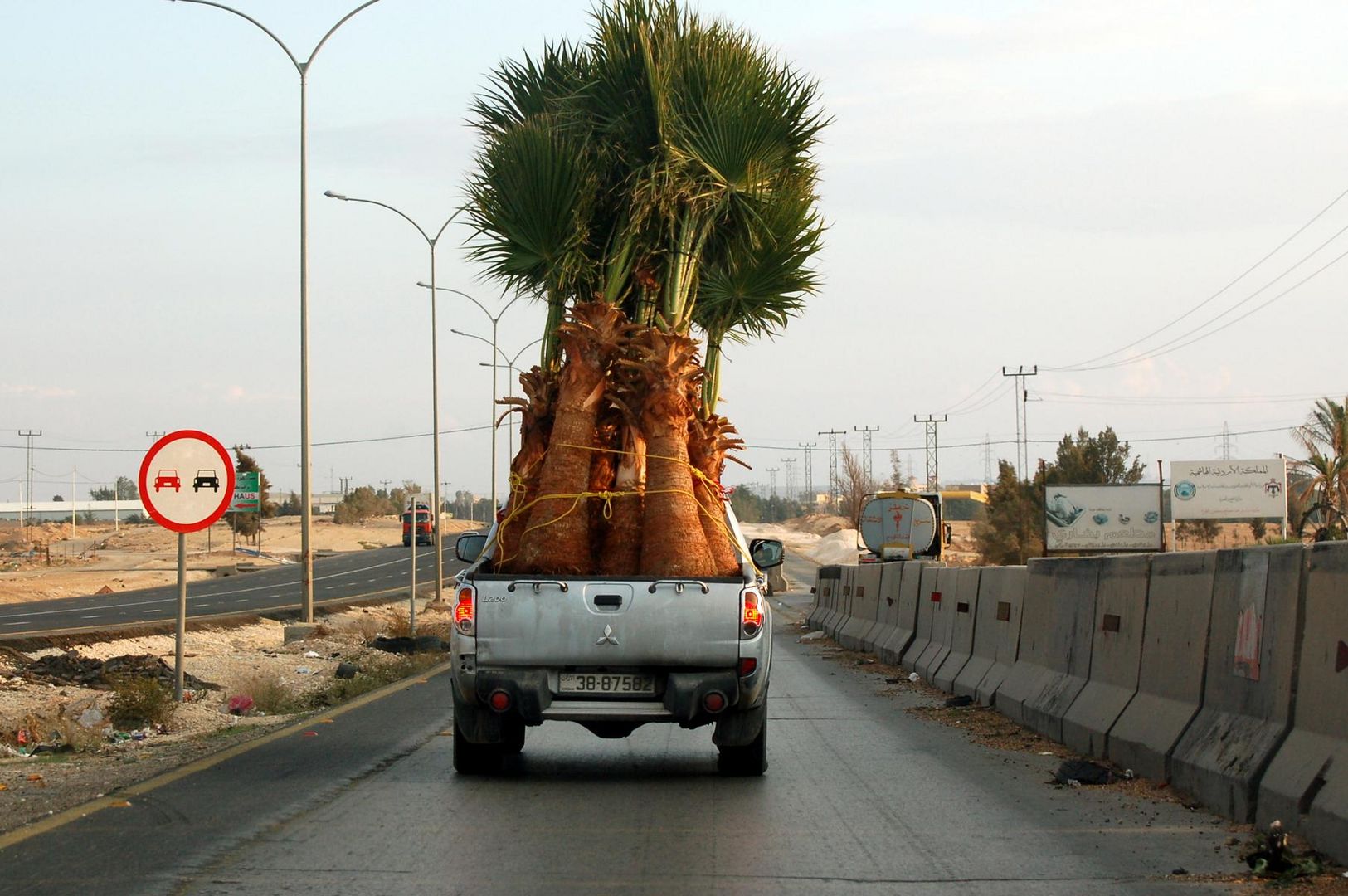 Auf - die Palme