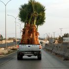 Auf - die Palme