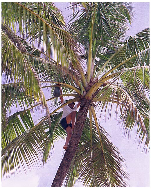 "auf die Palme!"