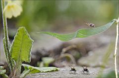 Auf die Plätze... fertig.............